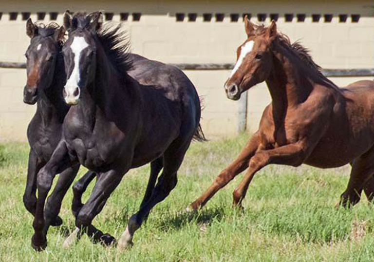 Oldlands Stud horses