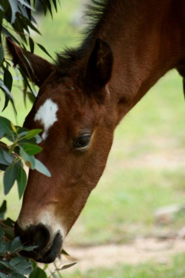 Oldlands Stud Foal