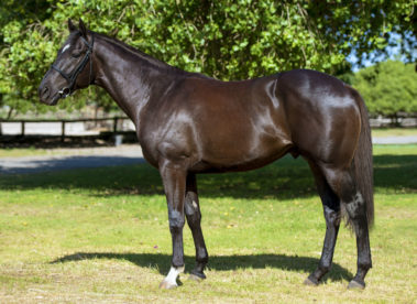 Riboux En Var Lot 105 Ready To Run Horse Sale