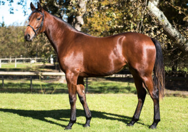 Lot 195 - Party Life - National Yearling Sale 2017