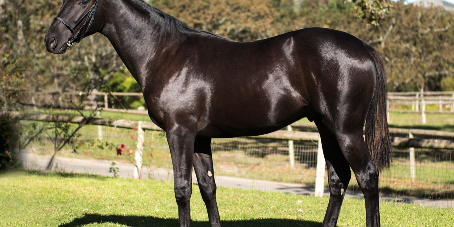 Lot 452 - Gift For The Gap - National Yearling Sale 2017