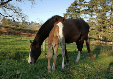 Oldlands Stud Foal