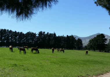 Oldlands Stud