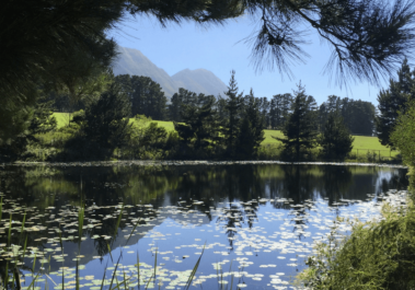 Oldlands Stud Dam