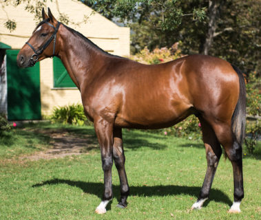 Music In You Oldlands Stud