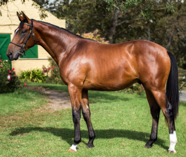 Benatzky Oldlands Stud