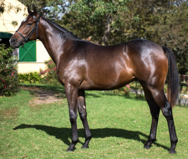 Russian Beat Oldlands Stud
