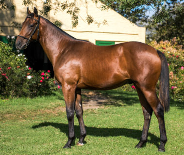 Elusive Fort Oldlands Stud