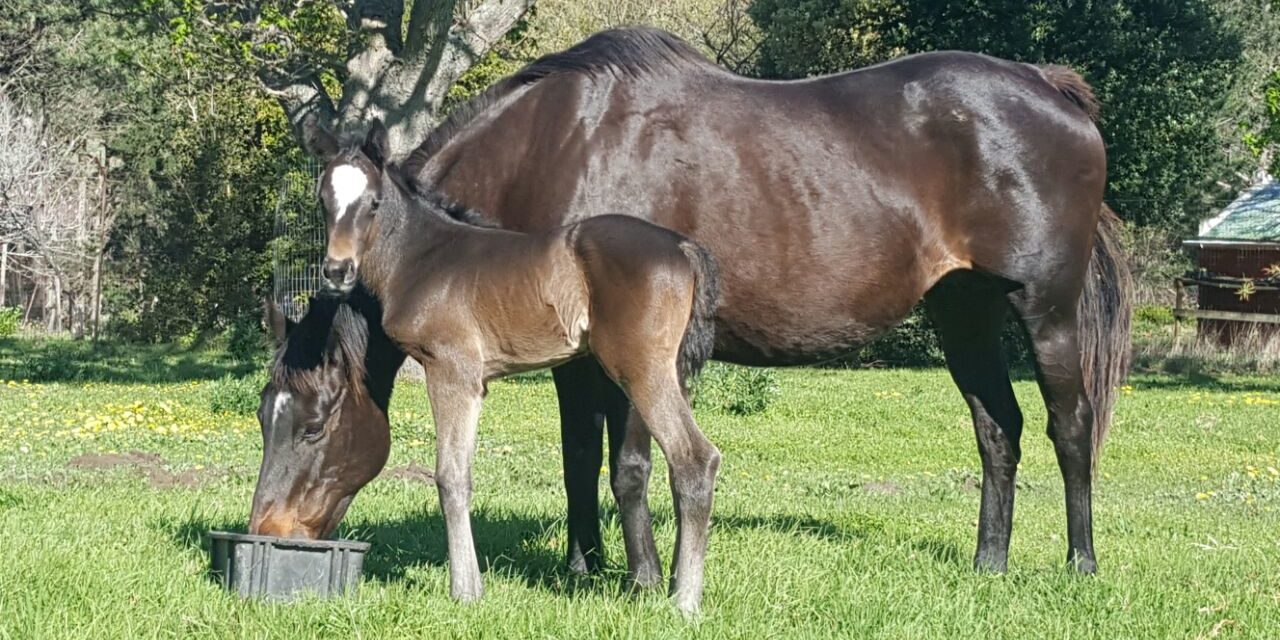Querari filly out of Rainbow Flag