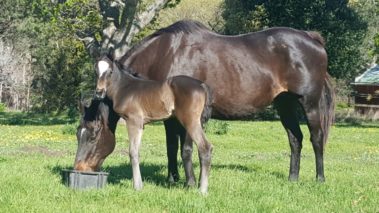Querari filly out of Rainbow Flag