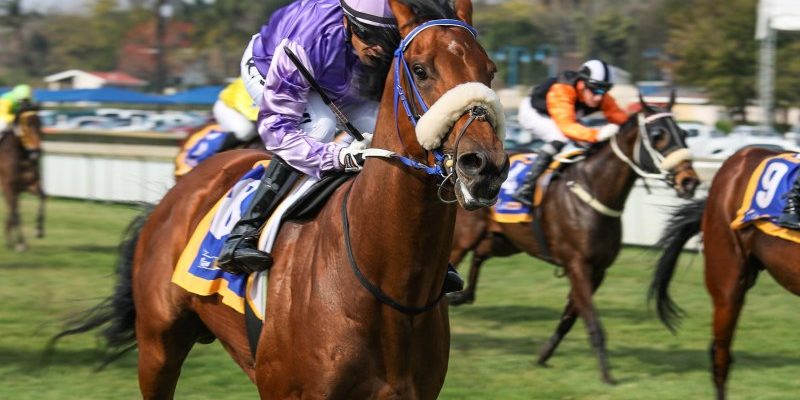 I Fly Oldlands Stud