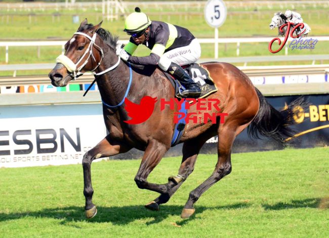 Wine Festival Bred by Oldlands Stud