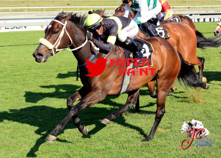 Wine Festival bred by Oldlands Stud