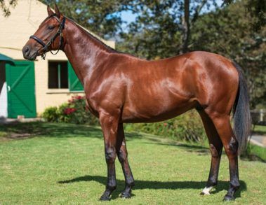 Oldlands Stud Cubanelle