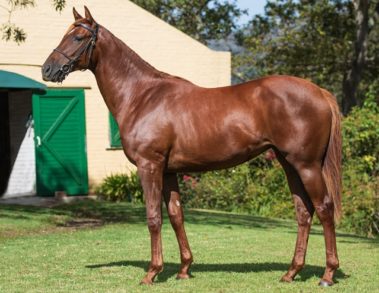 Oldlands Stud Netta