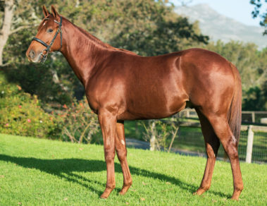 Oldlands Stud Lot 558