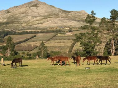 Oldlands Stud Evening Feed For Weanlings