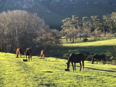 Horses On Oldlands Stud