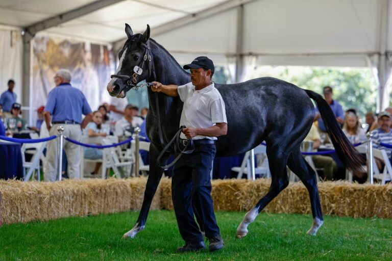 Lot 2 Heavenly Blue x Alraune
