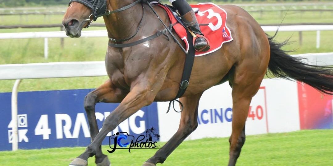 Mrs Stormiatrix (Vercingetorix x Darling Moon) 24 02 2026 Mrs Stormiatrix (Vercingetorix x Darling Moon) 24 02 2026