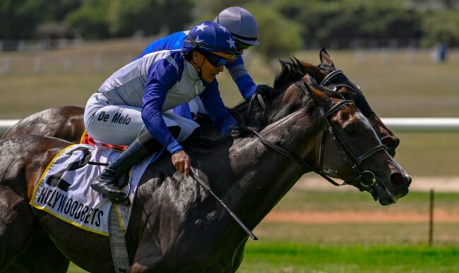 Heavenly Prince (Heavenly Blue x Noble Princess) 18 03 2026 Heavenly Prince (Heavenly Blue x Noble Princess) 18 03 2026