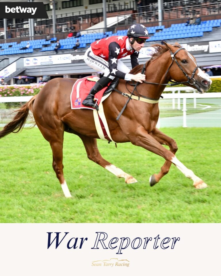 War Reporter (Vercingetorix x Idler) 30 04 2026