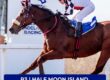 Half Moon Island (Oratorio x Cat's Game) 19 06 2026
